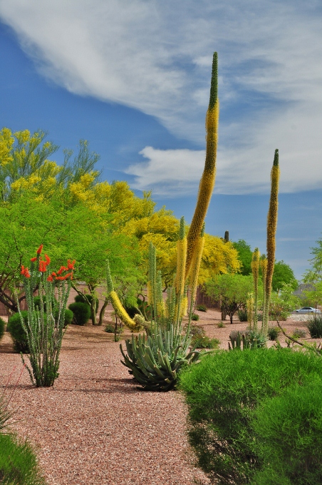 the tall yellow stalks of an agave century plant